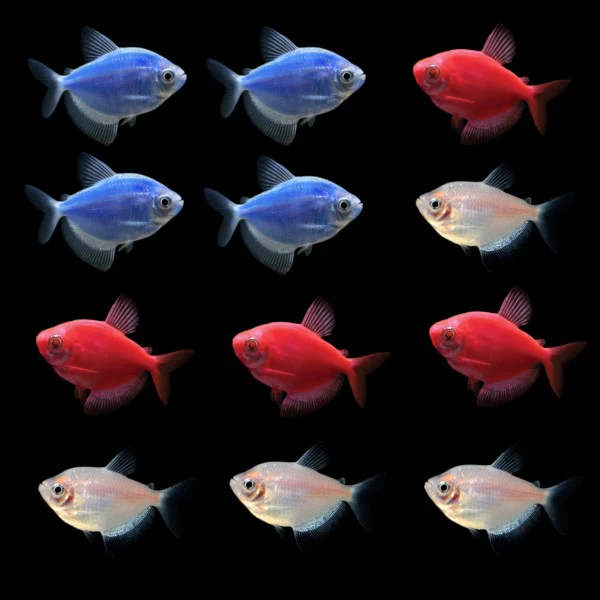 GloFish® Skirt Tetras