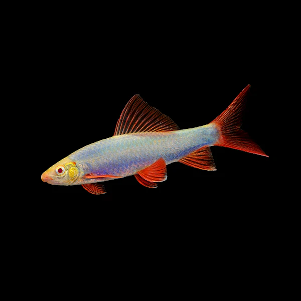 GloFish® Sharks
